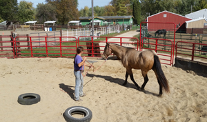 Training Horses 17