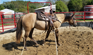 Training Horses 9