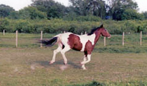 Horses 11