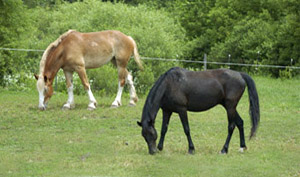 Horses 8