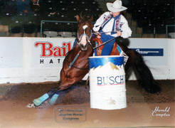 AQHA Quarter Horse pic