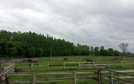 Paddock Boarding